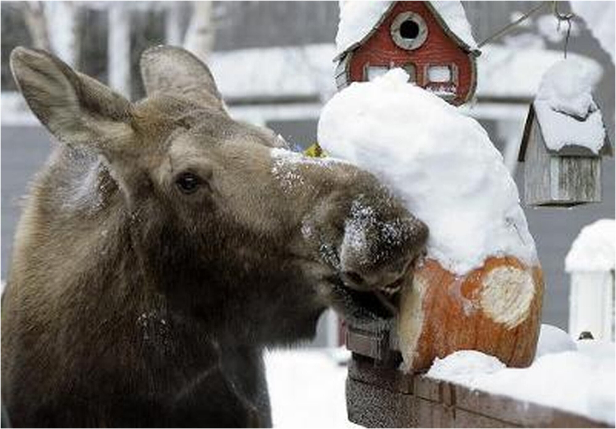 JOINT BASE ELMENDORF-RICHARDSON, Alaska -- A moose enjoys a neglected pumpkin in one of Elmendorf's housing areas. Moose are attracted to pumpkins, which increases the safety hazards for yourself, neighbors, and moose. Also under state law it is considered negligently feeding wildlife that comes with a $325 fine. Residents are reminded to dispose of pumpkins and jack-o'-lantern Nov. 1. (Courtesy photo)