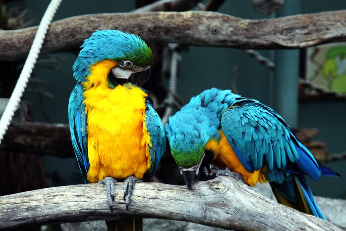 Macaws in the Hiroshima City Asa Zoological Park greet visitors to the bird and petting zoo area. The petting zoo is home to goats, sheep, chickens and pigs.