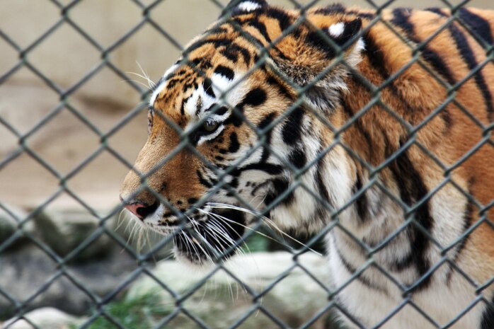 A tiger takes a closer look at visitors at the Hiroshima City Asa Zoological Park.