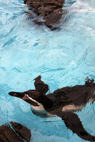 A penguin glides through a small pool in the Hiroshima City Asa Zoological Park Saturday. The zoo is home to more than 1,700 animals, including lions, tigers, exotic birds, elephants::r::::n::and penguins.