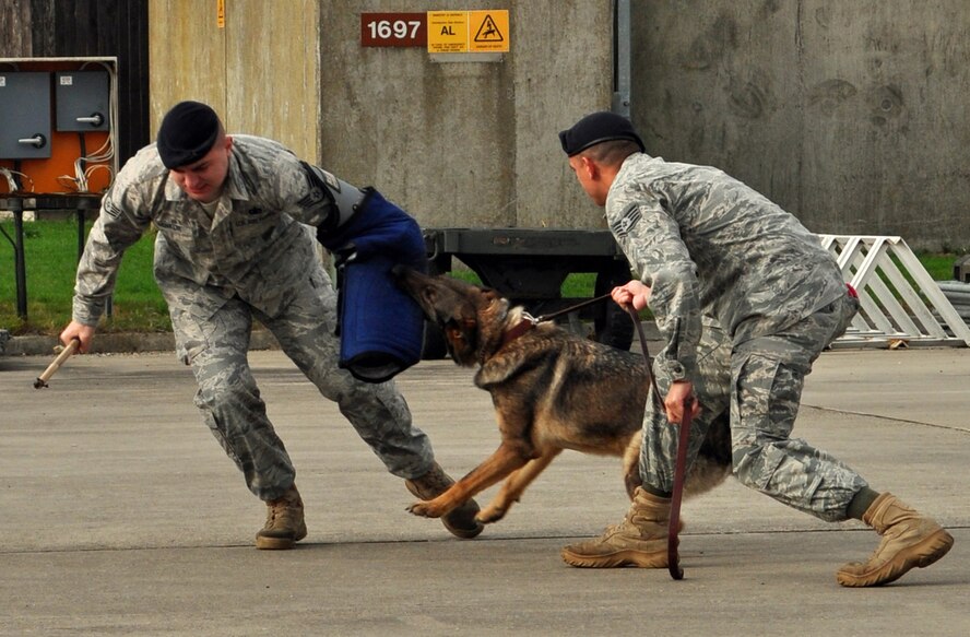 RAF MILDENHALL, England -- Airmen from the 100th Security Forces Squadron perform a military working dog demonstration during the Team Mildenhall Honorary Commanders' Deployment Day here Oct. 29. Sixteen honorary commanders and their guests visited the base for a day of deployment activities organized by the 100th Air Refueling Wing Public Affairs office. Their day included going through a pre-deployment line where they were fitted with protective vests, several pre-deployment briefs and a simulated flight to their mock deployment site, "Camp Kabul, Afghanistan," on a 352nd Special Operations Group MC-130H Combat Talon II. (U.S. Air Force photo/Tech. Sgt. Marelise Wood) 
