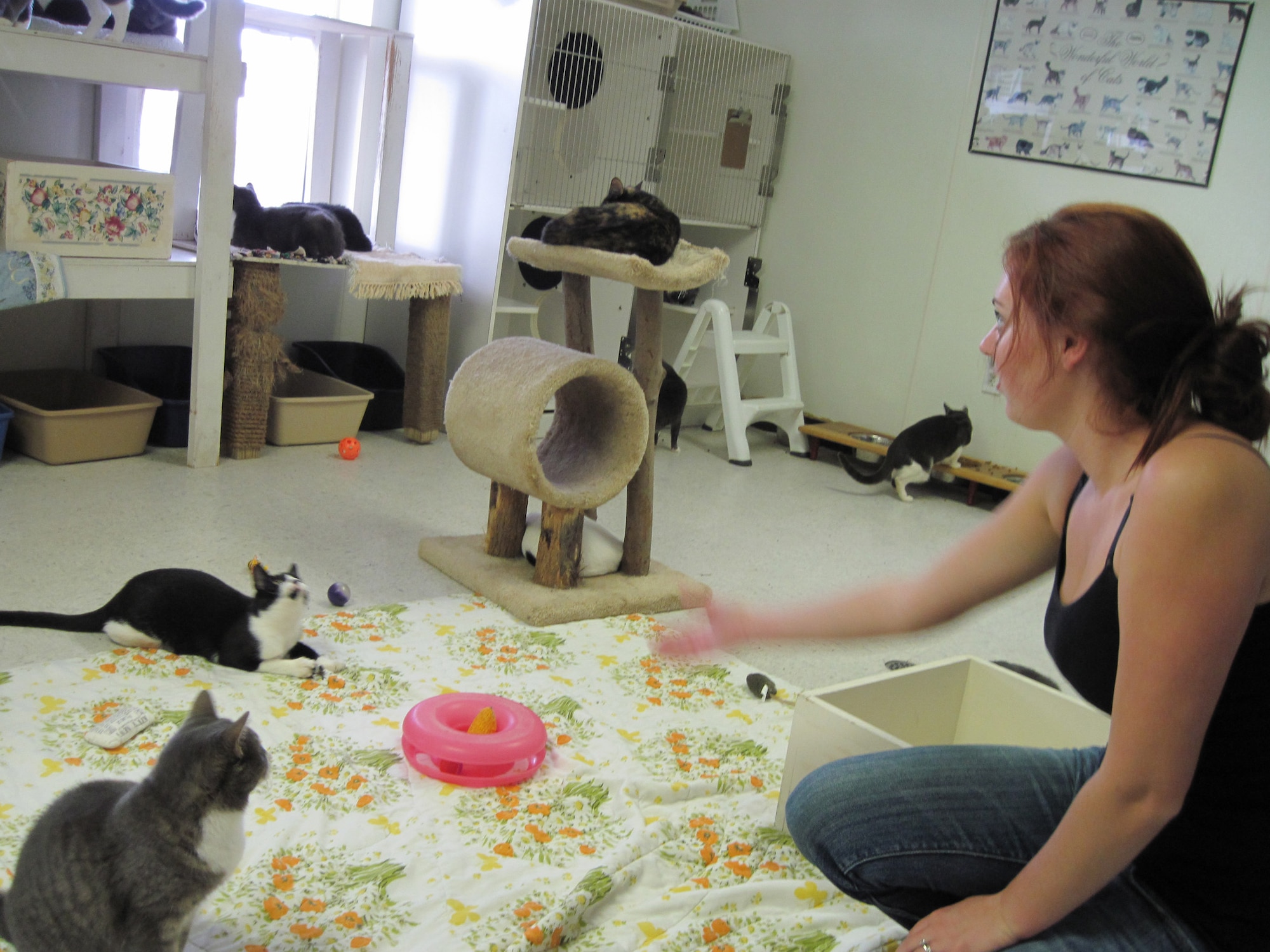 Shawna Scheneck, Pet Welfare volunteer, tosses a toy to one of the 40 cats available for adoption at the center. Volunteers are needed to assist with the day-to-day care of the animals, work on committees and take animals to the veterinarian.  (U.S. Air Force photo/Ashley M. Wright)
