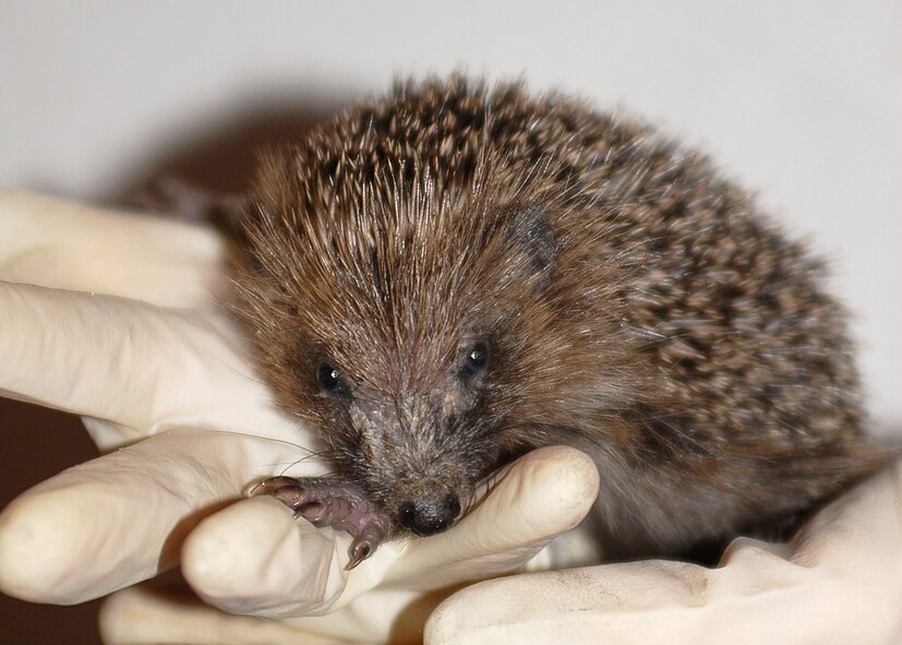 Many orphaned hedgehogs are hand-reared and released back into the wild. (U.S. Air Force photo/Judith Wakelam)