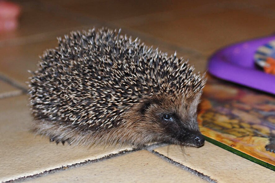 Young hedgehogs need to weigh at least 600 grams to have a chance of surviving hibernation. (U.S. Air Force photo/Judith Wakelam)
