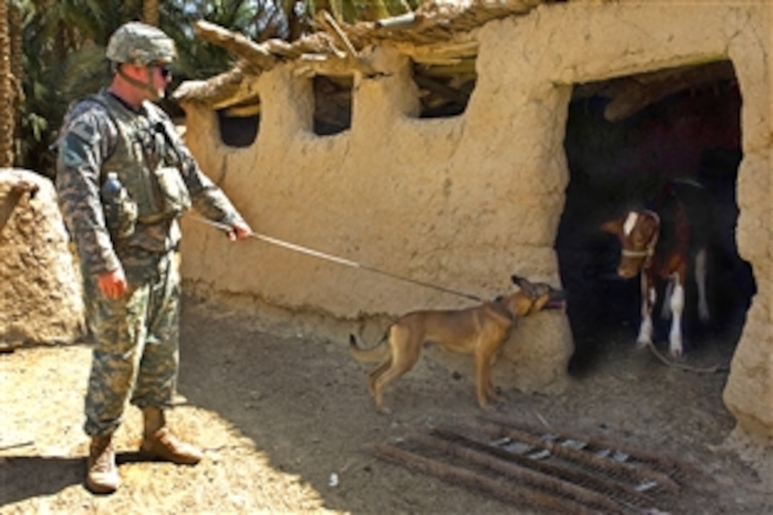 U.S. Army Spc. Steven Robinson and his patrol explosive detection dog, Kay, search a mud hut during a combined clearing mission with Iraqi soldiers in the village of Ibrahim Jassim in Diyala province, Iraq, Aug. 29, 2009. Robinson and Kay are assigned to the 25th Infantry Division's Headquarters Company, 1st Stryker Brigade Combat Team.