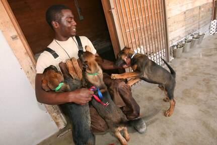 Senior Airman Tristan Hysaw, a volunteer kennel helper, makes his way through a pack of puppies at Lackland's whelping kennels. The Belgian Malinois puppies will train to become military working dogs. Airman Hysaw is with the 433rd Civil Engineer Squadron. (U.S. Air Force photo/Robbin Cresswell)