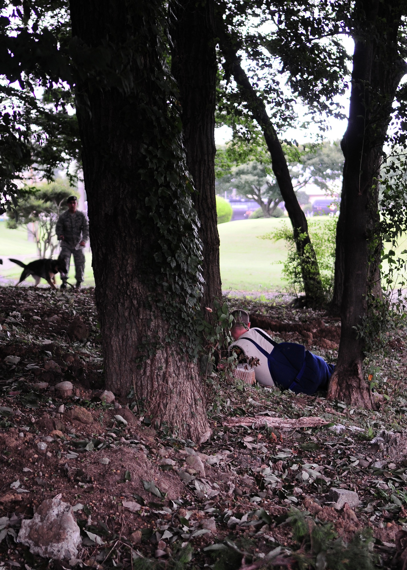 YOKOTA AIR BASE, Japan -- Staff Sgt. Zachary Burtt, 374th Security Forces Squadron Military Working Dog handler hides while Staff Sgt. Carlos Sanchez, 374th SFS MWD handler, tests Pixi's tracking ability during training recently. Handlers and their MWDs train constantly to maintain proficiency. The MWD section keeps a constant vigil by patrolling the base and providing drug and explosives' detection capabilities. (U.S. Air Force photo/Airman 1st Class Michael Dillon) 