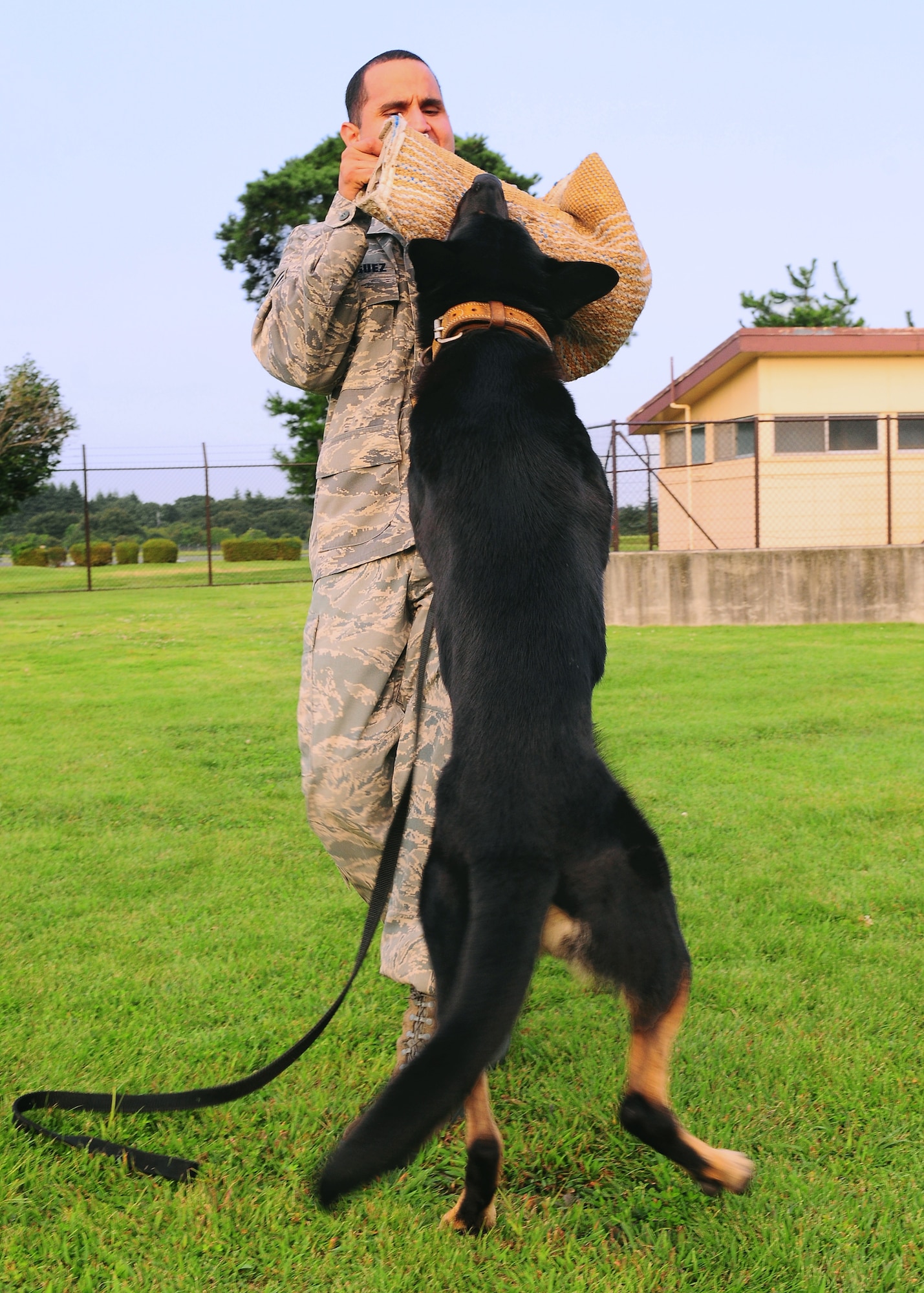 YOKOTA AIR BASE, Japan -- Staff Sgt. Axel Rodriguez, 374th Security Forces squadron Military Working Dog handler, works with Arco on his bite and release technique during recent training. Handlers and their MWDs train constantly to maintain proficiency. The MWD section keeps a constant vigil by patrolling the base and providing drug and explosives' detection capabilities. (U.S. Air Force photo/Airman 1st Class Michael Dillon) 
  