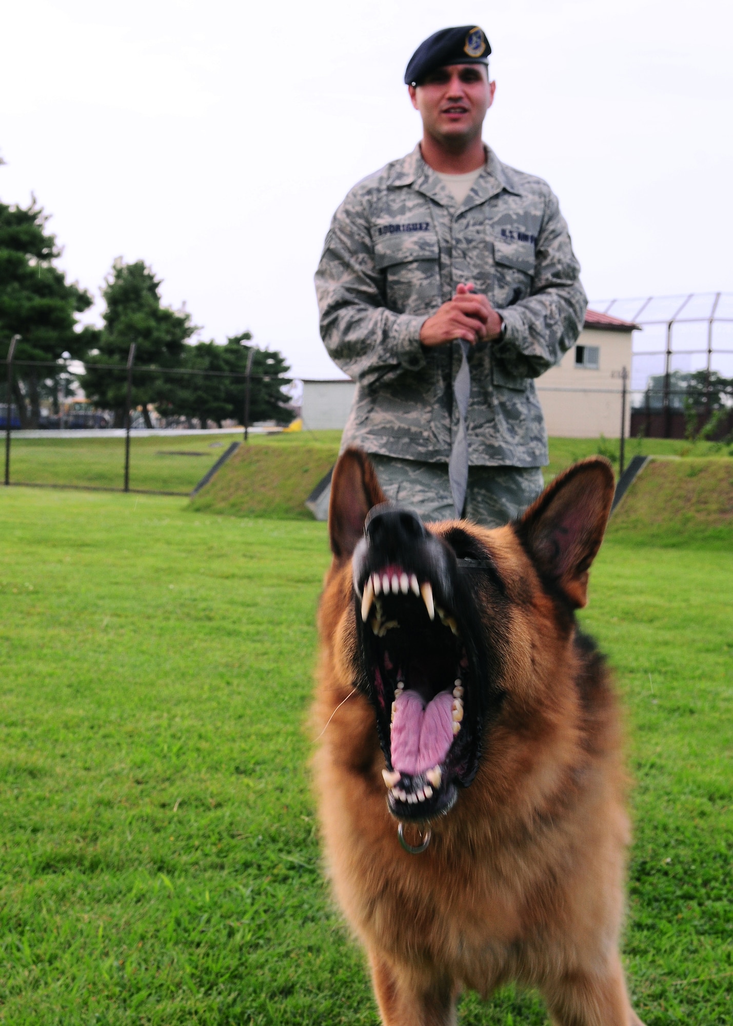 YOKOTA AIR BASE, Japan -- Staff Sgt. Axel Rodriguez, 374th Security Forces Squadron Military Working Dog handler, works with Fedor on a controlled aggression technique during recent training. Handlers and their MWDs train constantly to maintain proficiency. The MWD section keeps a constant vigil by patrolling the base and providing drug and explosives' detection capabilities. (U.S. Air Force photo/Airman 1st Class Michael Dillon) 
