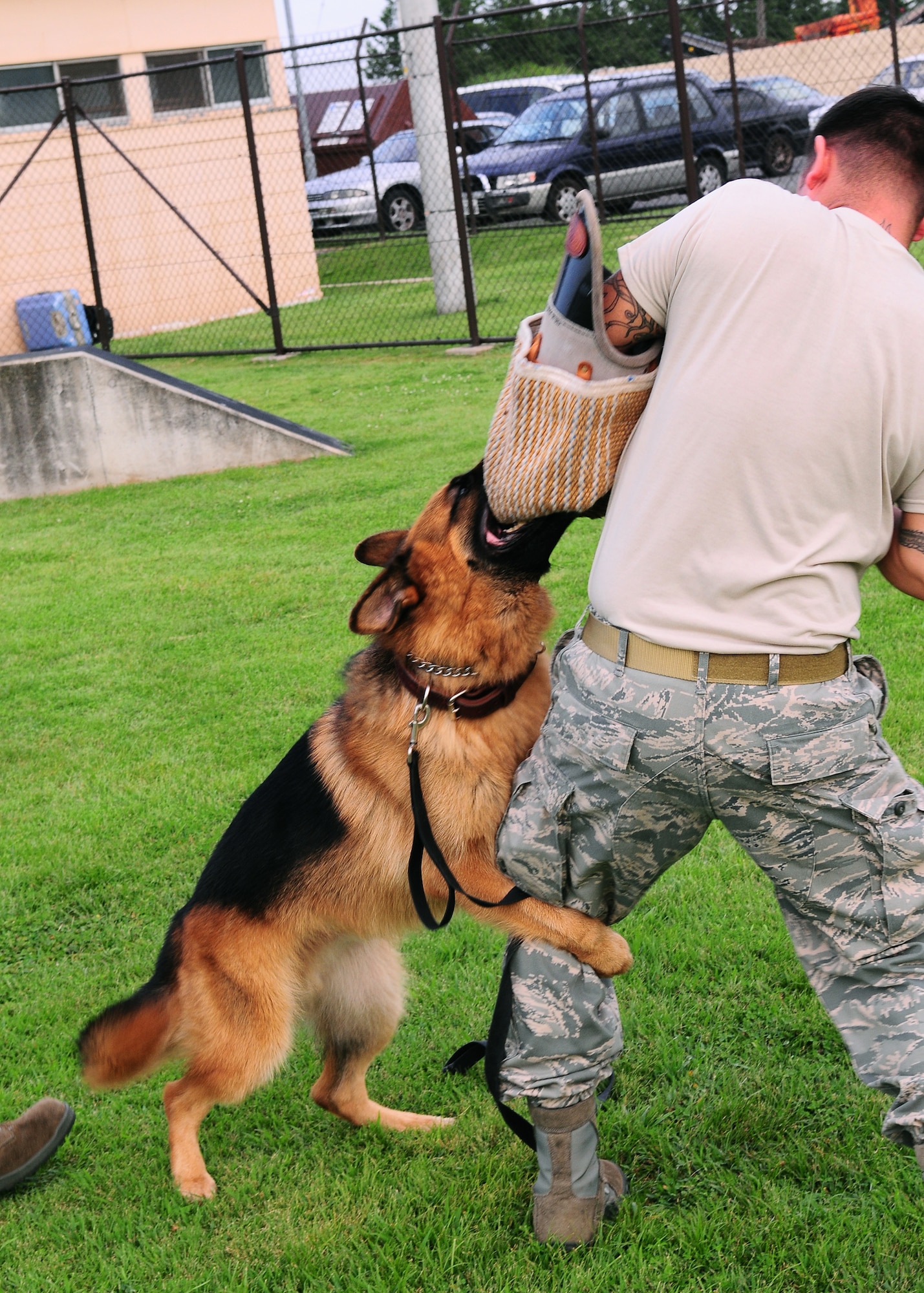 YOKOTA AIR BASE, Japan -- Staff Sgt. Carlos Sanchez, 374th Security Forces Squadron Military Working Dog handler, works with Fedor on his bite and release technique during aggression training recently. Handlers and their MWDs train constantly to maintain proficiency. The MWD section keeps a constant vigil by patrolling the base and providing drug and explosives' detection capabilities. (U.S. Air Force photo/Airman 1st Class Michael Dillon) 
