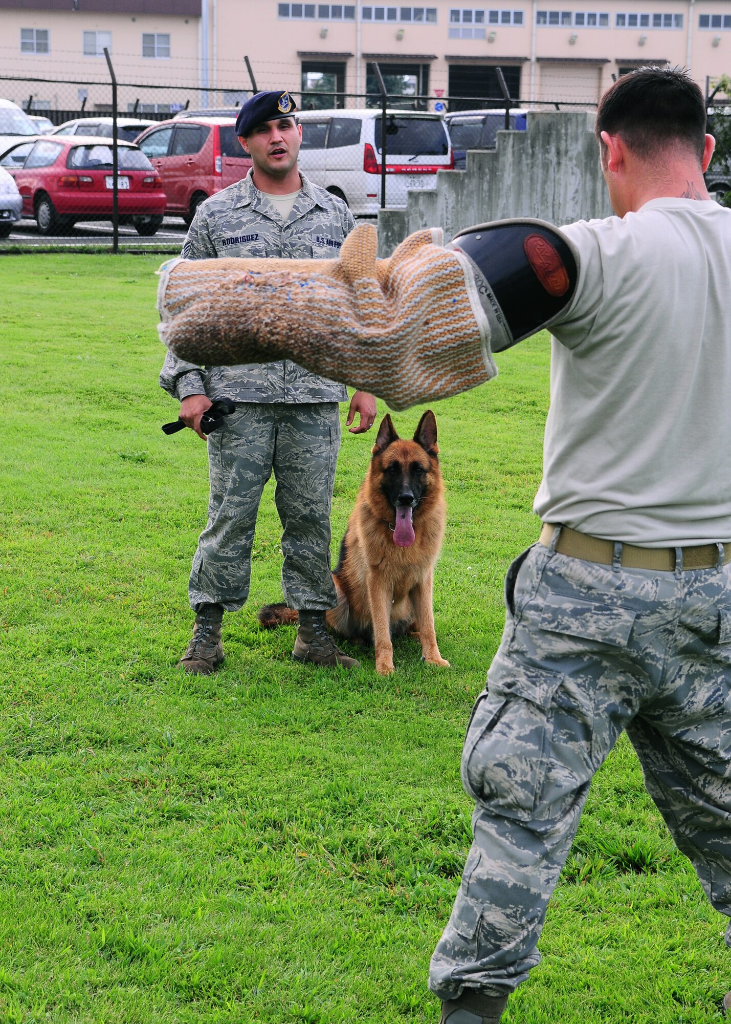 YOKOTA AIR BASE, Japan -- Staff Sgt. Axel Rodriguez, 374th Security Forces Squadron Military Working Dog handler, works with Fedor on his bite and release technique during aggression training recently. Handlers and their MWDs train constantly to maintain proficiency. The MWD section keeps a constant vigil by patrolling the base and providing drug and explosives' detection capabilities. (U.S. Air Force photo/Airman 1st Class Michael Dillon) 

