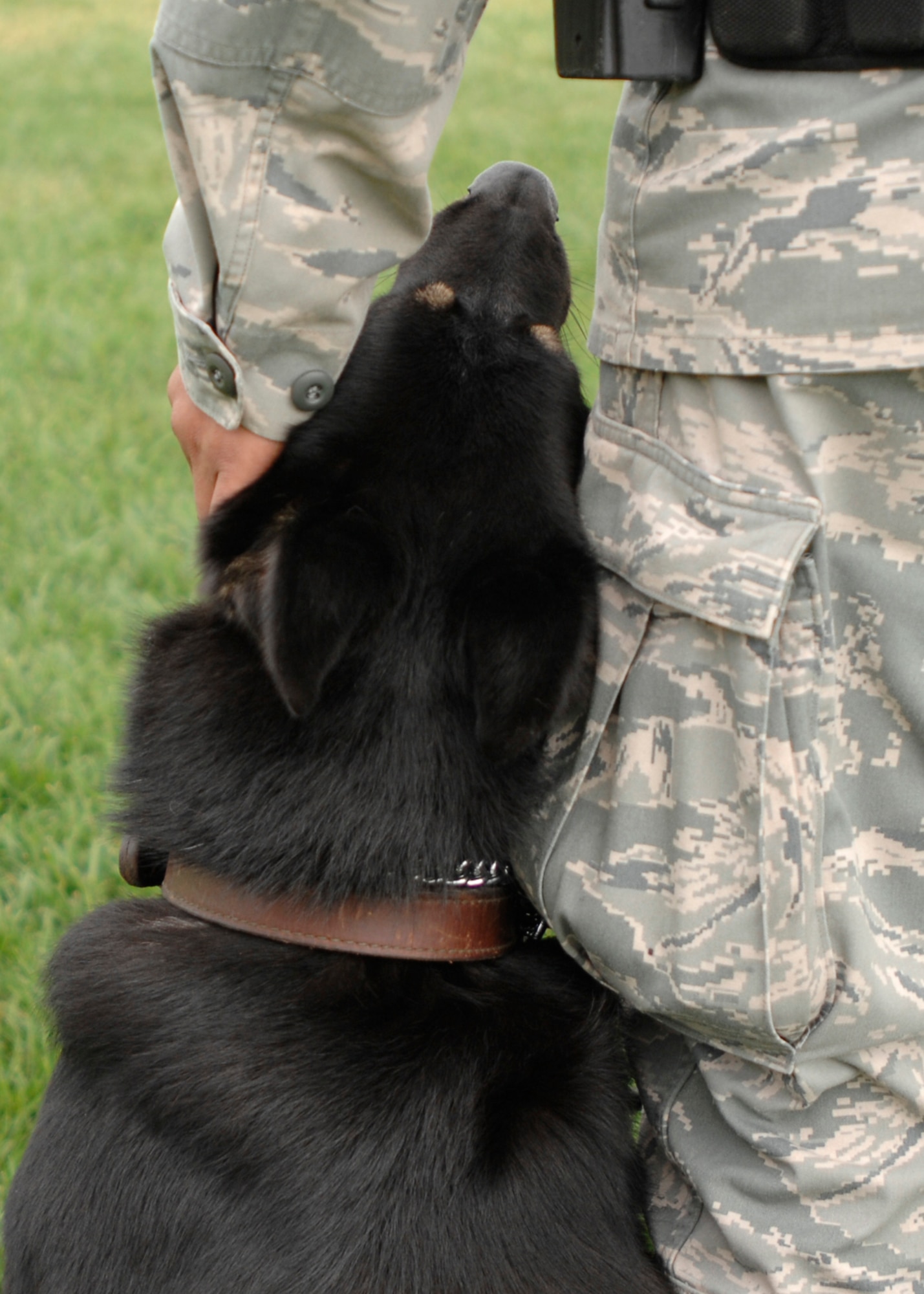 CANNON AIR FORCE BASE, N.M. -- Military Working Dogs work closely with their handlers and perform duties that range from drug and explosive detection to patrol. When they "retire," many are adopted. (U.S. Air Force photo by Greg Allen)