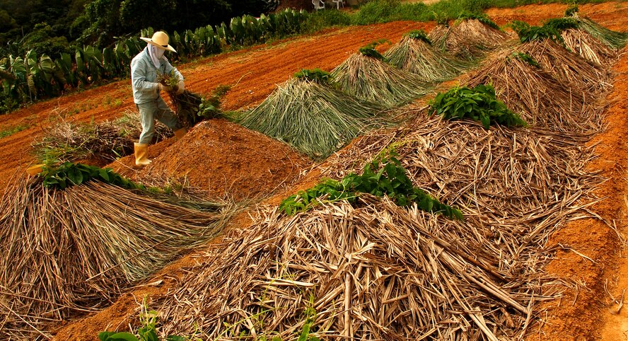 A tacit farmer piles dead leaves on mounds storing planted yams to keep them moist until harvest time. Nearly 90 acres of land located in the munitions storage area is used by the tacit farmers to grow crops surrounded by hills and a capturing view of a well-preserved past.   (U.S. Air Force photo/Tech. Sgt. Rey Ramon)     