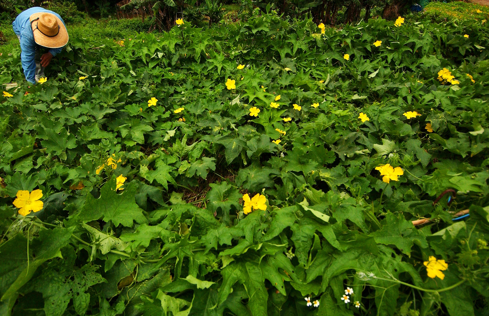 Farming is considered the essence of life in Okinawa. Kadena's munitions storage area is host to nearly 700 tacit farmers from Kadena Town, Chatan Town and Yomitan. Tacit farmers work long hours and seem oblivious to the sounds of military aircraft flying overhead or the sight of those in military uniform passing by from time to time.   (U.S. Air Force photo/Tech. Sgt. Rey Ramon)          
