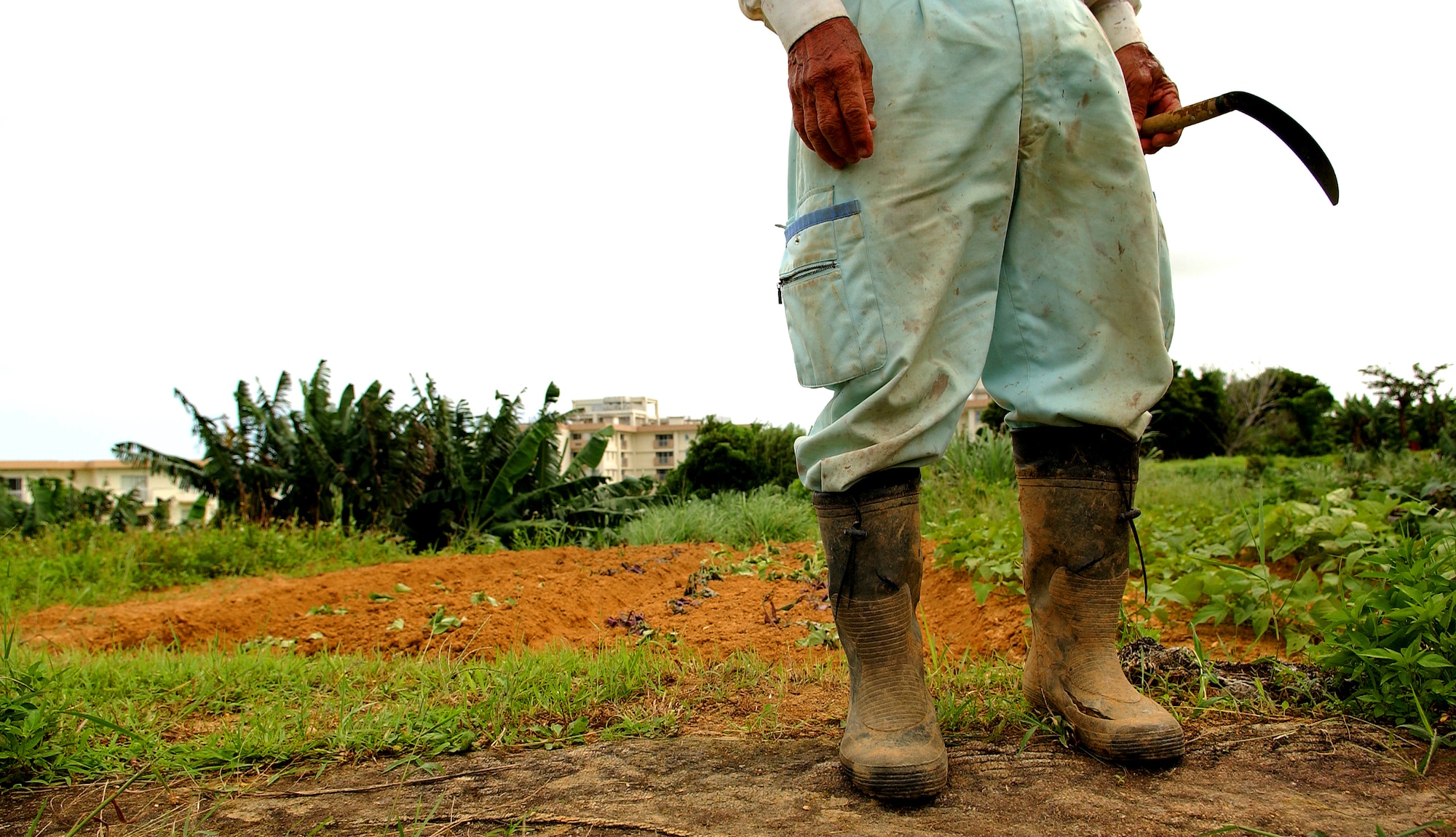 At Kadena Air Base and several other military installations in Okinawa, Japan, U.S. military officials and local town mayors permit farmers to grow crops on unused land, an arrangement known as “tacit farming.” Most tacit farmers are from an older generation, one that’s experienced hardship and social disruptions in the past. They use simple machinery and “kamas,” sickles used for reaping.  
(U.S. Air Force photo/Tech. Sgt. Rey Ramon)             