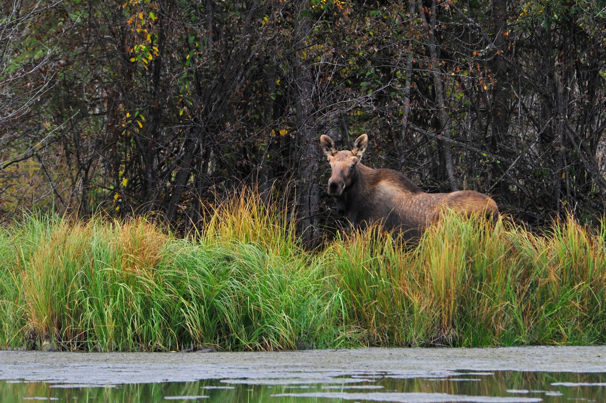 A moose makes its way through a marsh Sept. 11, 2009, Eielson Air Force Base, Alaska. Moose should be viewed with caution at all times. Each moose has its own personality and their reaction to people can't be predicted. (U.S. Air Force photo/Staff Sgt. Christopher Boitz)