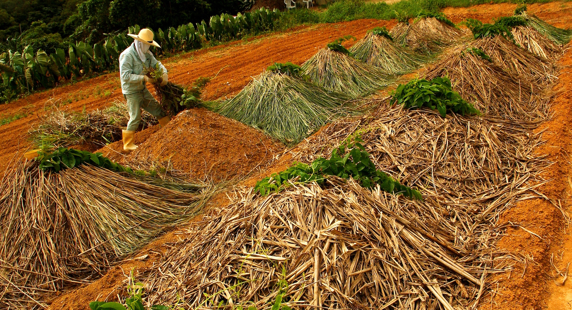 A tacit farmer piles dead leaves on mounds storing planted yams to keep them moist until harvest time at Kadena Air Base, Japan. Nearly 90 acres of land located in the munitions storage area is used by the tacit farmers to grow crops surrounded by hills and a capturing view of a well-preserved past. (U.S. Air Force photo/Tech. Sgt. Rey Ramon)                                                       