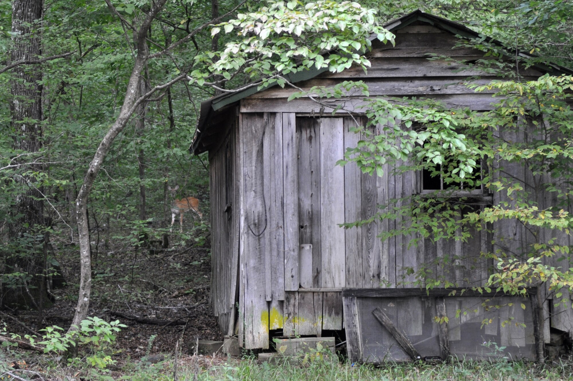 A curious deer ruins what could have possibly been an award winning photo of an old cabin in the Ouachita National Forest in Arkansas, Sept 6, 2009. The deer would not move and eventually the photographer gave up taking photos of the rustic cabin and moved on to trees. (Photo by Jeff Walston)