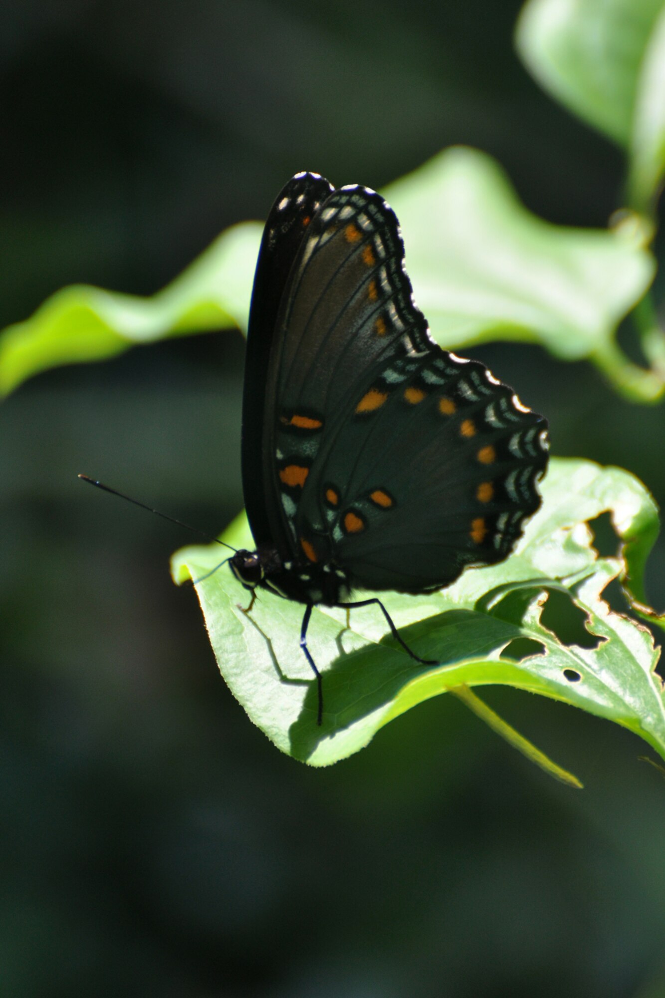 Nature’s beauty shows through as a butterfly takes a rest on a leaf in Arkansas’ Ouachita National Forest, Sept 6, 2009.  (Photo by Jeff Walston)

