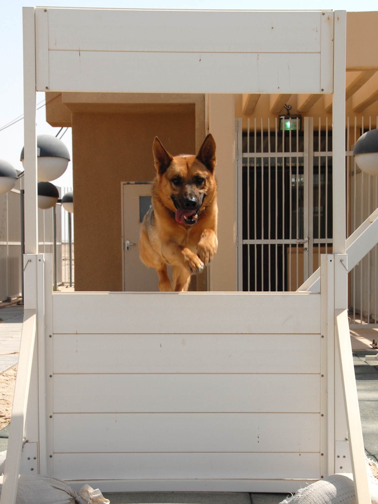 Ciro, 379th Expeditionary Security Forces Squadron military working dog, runs through the obstacle course as part of his daily training, here, Sept. 11. Ciro is a patrol certified explosive detector dog. He is a seven year old German Shepherd and is deployed from Tyndall Air Force Base, Fla. in support of Operations Iraqi and Enduring Freedom.  (U.S. Air Force Photo/Tech. Sgt. Jason W. Edwards)