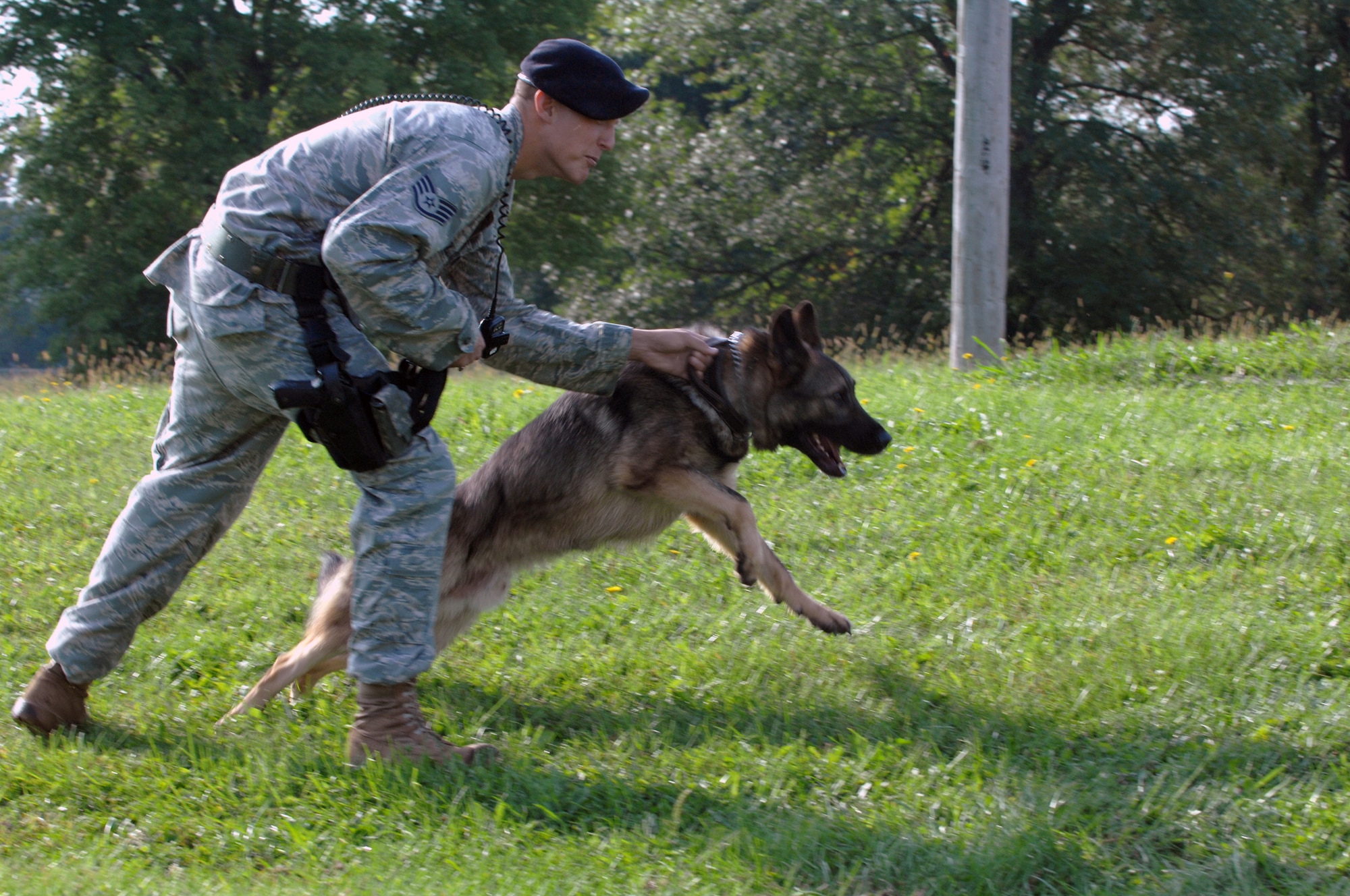 WHITEMAN AIR FORCE BASE, Mo. –Staff Sgt. Alex Holloway, military working dog handler,  509th Security Forces Squadron, releases Norbo during training Sept. 16.  Handlers and dogs work together daily so when faced with real life situations they can react precisely. (U.S. Air Force photo/Senior Airman Jessica Snow)