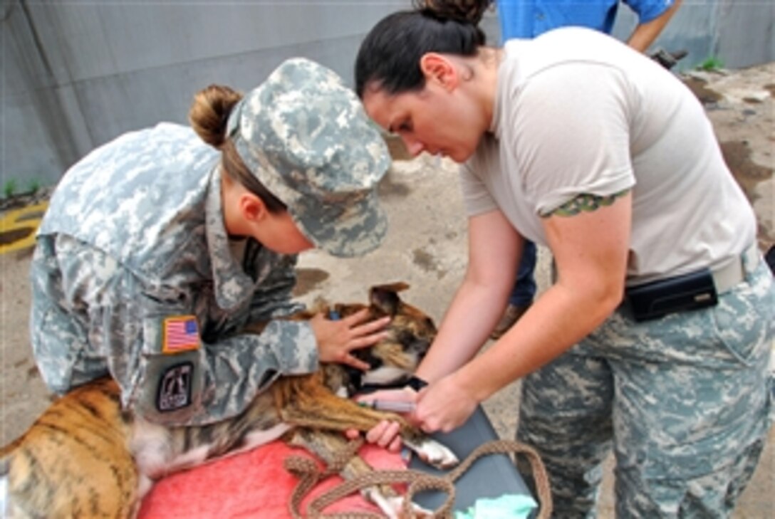 U.S. Army Capt. Kellie Stewart (right) and Staff Sgt. Teresa Sipes prepare a dog for minor surgery during a medical civic action project in Monrovia, Liberia, on Sept. 14, 2009.  The soldiers are participating in Africa Partnership Station, an international initiative developed by U.S. Naval Forces Europe/Africa to work with U.S. and international partners to improve maritime safety and security in African countries.  Stewart is a veterinarian from U.S. Army Veterinary Command at Fort Sam Houston, Texas, and Sipes is from South Plains District Veterinary Command at Fort Hood, Texas.  
