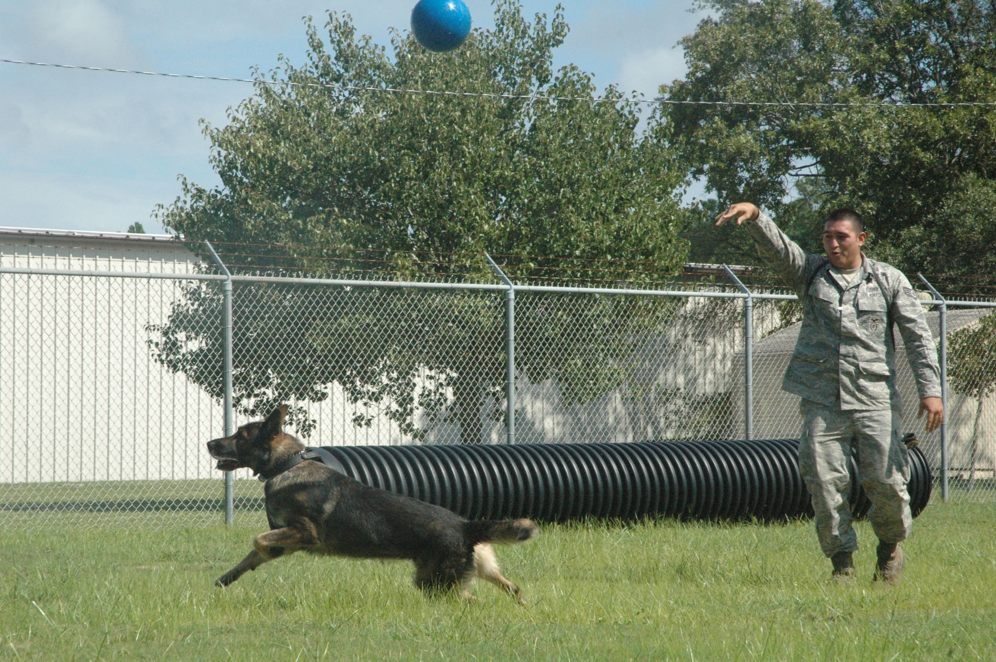 Staff Sgt. Inez Orenelas, 325th Security Forces Military Working Dog handler, plays in the confidence obedience course with Walker, his assigned dog.  Walker is a 6-year old MWD who has recently been assigned to Sergeant Orenelas and the two are still in the bonding process.  (U.S. Air Force photo/Airman 1st Class Veronica McMahon)