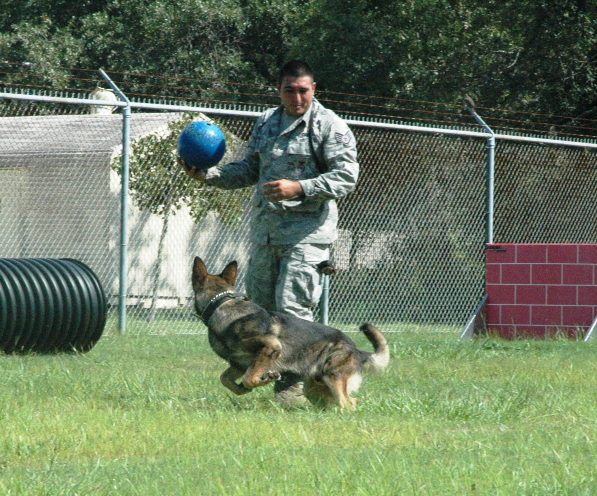 Staff Sgt. Inez Orenelas, 325th Security Forces Military Working Dog handler, plays in the confidence obedience course with Walker, his assigned dog.  Walker is a 6-year old MWD who has recently been assigned to Sergeant Orenelas and the two are still in the bonding process.  (U.S. Air Force photo/Airman 1st Class Veronica McMahon)