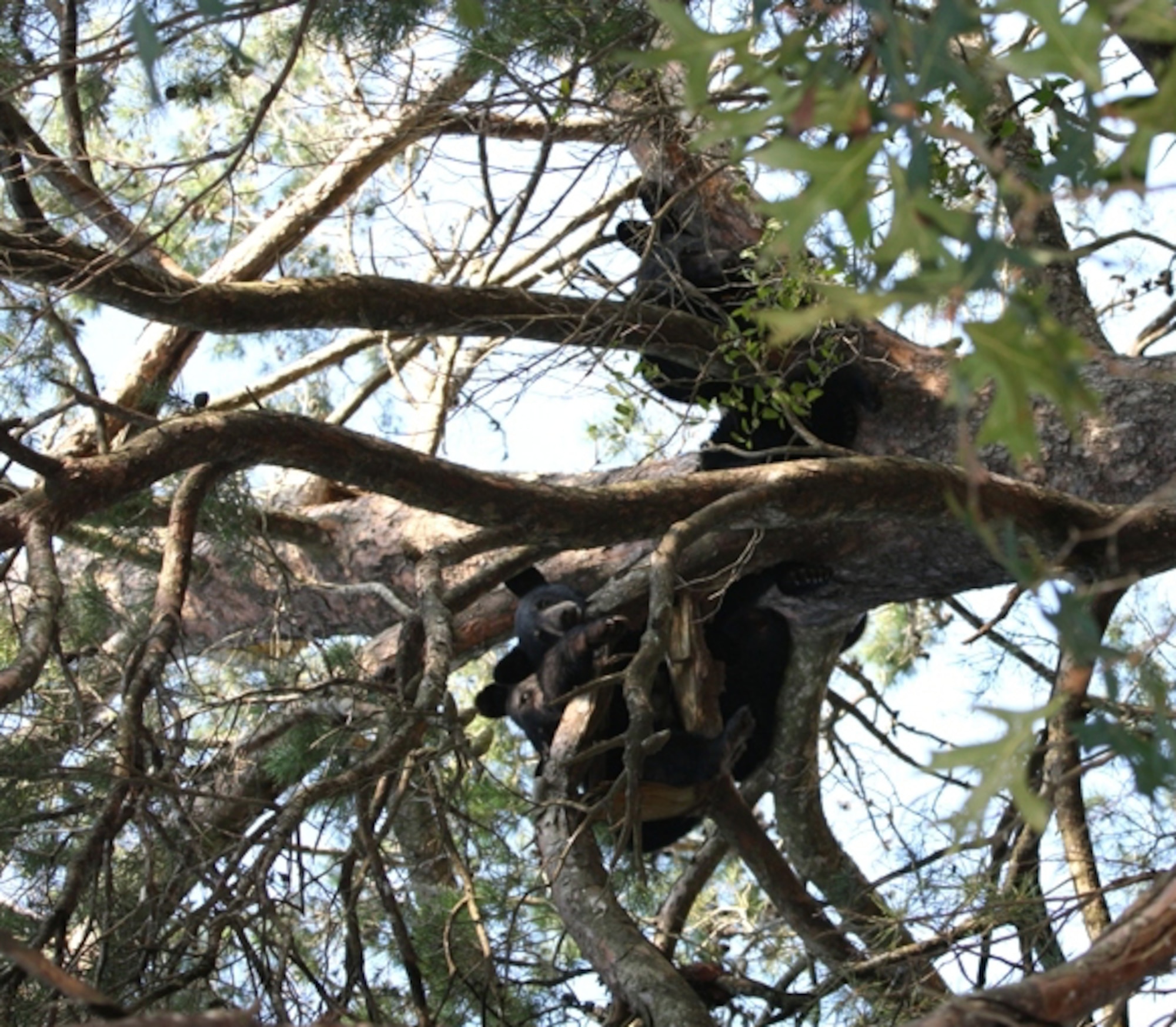 Hurlburt Field, Fla.-- Hurlburt Field has had a recent spike in the number of bear sightings throughout the installation. It is imperative to always take proper preventive measures to ensure that humans and bears maintain a peacful coexistence. Use caution when having food outside, whether it be in trash cans, pet food bowls, or other areas. Doing so will greatly lessen the chance of a close encounter with the critters. This bear aware tip is courtesy of the 1st Special Operations Civil Engineer Squadron. (photo courtesy of Kristal Walsh)