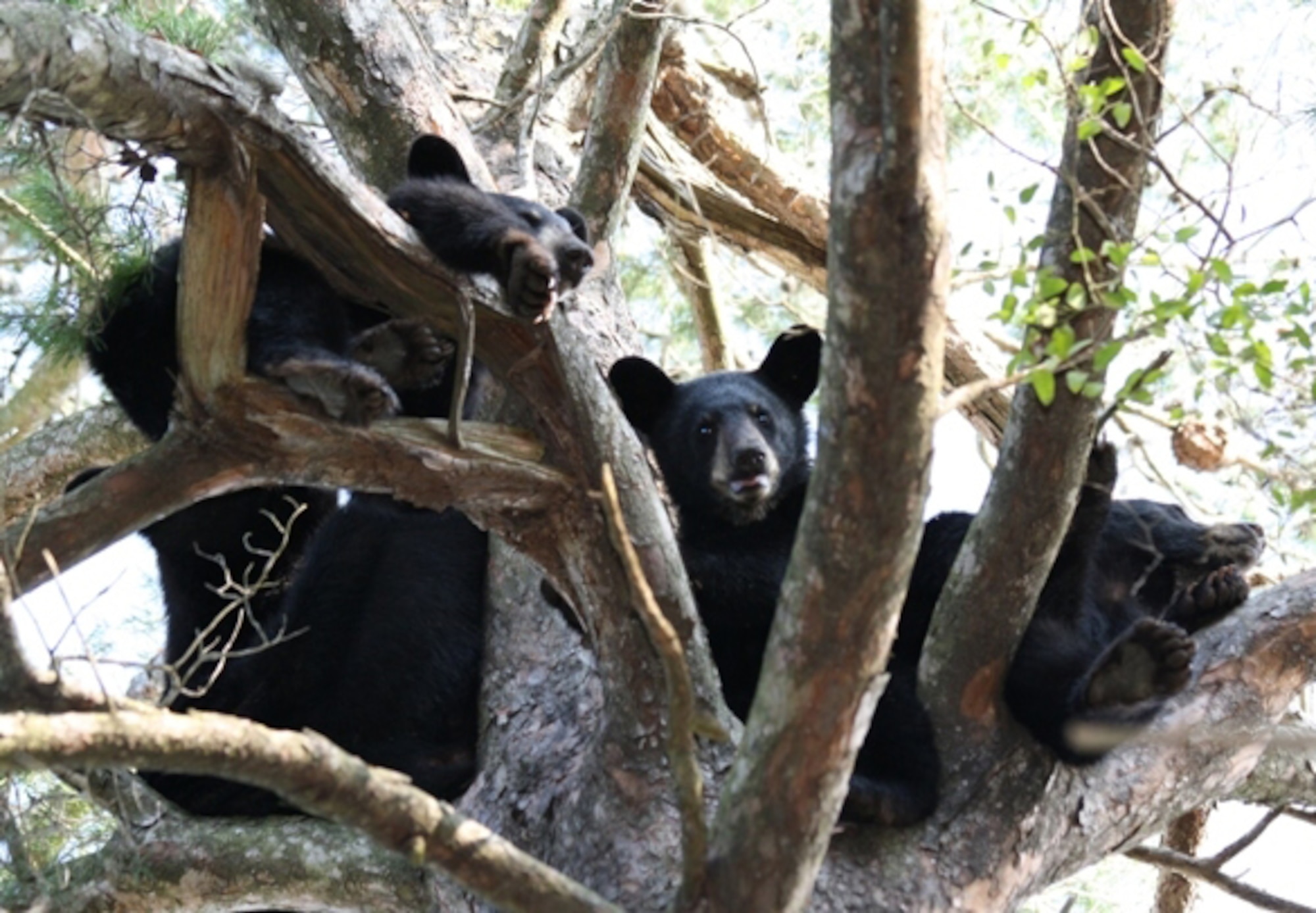 Hurlburt Field has had a recent spike in the number of bear sightings throughout the installation. It is imperative to always take proper preventive measures to ensure that humans and bears maintain a peacful coexistence. Use caution when having food outside, whether it be in trash cans, pet food bowls, or other areas. Doing so will greatly lessen the chance of a close encounter with the critters. This bear aware tip is courtesy of the 1st Special Operations Civil Engineer Squadron. (photo courtesy of Kristal Walsh)