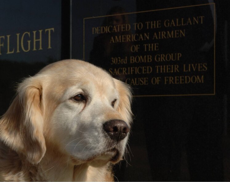 Retired Patient Assistance Dog "Teddy" contemplates the 303rd Bomb Group (Heavy) Memorial at RAF Molesworth, England.  Teddy accompanied Ms. Louise Smedley Hampson on September 25th to commemorate the life of Staff Sgt. Joseph G. "Zip" Zsampar, U.S. Army Air Corps to whom her mother was engaged before his B-17 Flying Fortress was shot down in May 1943. (U.S. Air Force Photo by Staff Sgt. Javier Cruz)