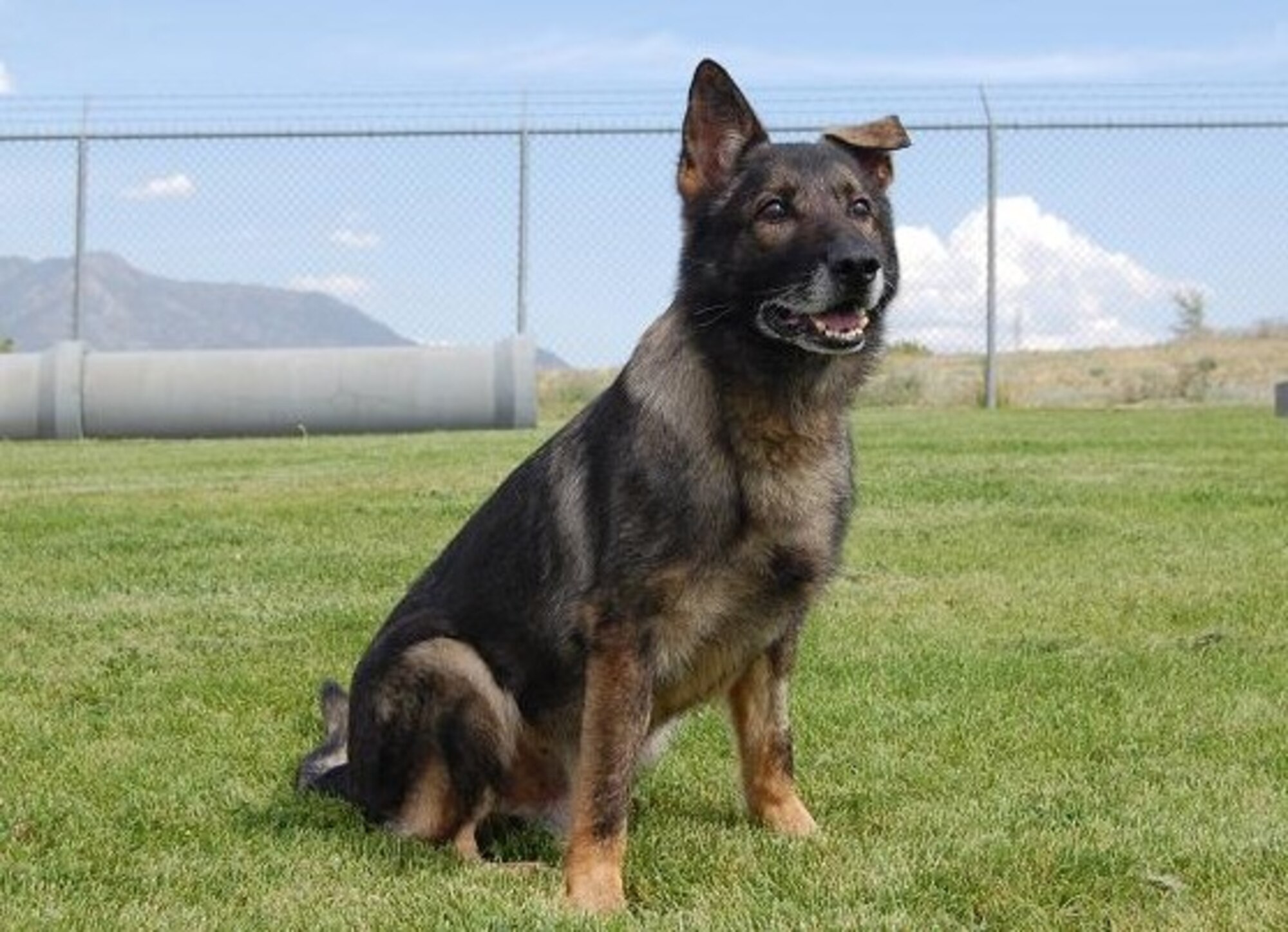 The dog, a German Shepherd named "Bad," will be adopted and his leash handed
over to the family of Dr. (Maj.) Patricia Pankey and Maj. Kirk Filbey who
are stationed at Hill.Bad was assigned to Hill AFB in February 2002 as a patrol and explosivedetection dog. 