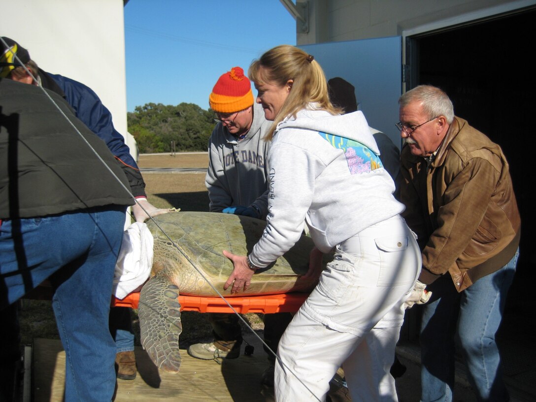 45th Civil Engineer Squadron Biologists Angy Chambers and Don George help carry a cold-stunned adult green sea turtle into a transport vehicle during rescue operations on Cape Canaveral Air Force Station in January. Approximately 2,000 turtles were saved. (U.S. Air Force photo courtesy of Martha Caroll)