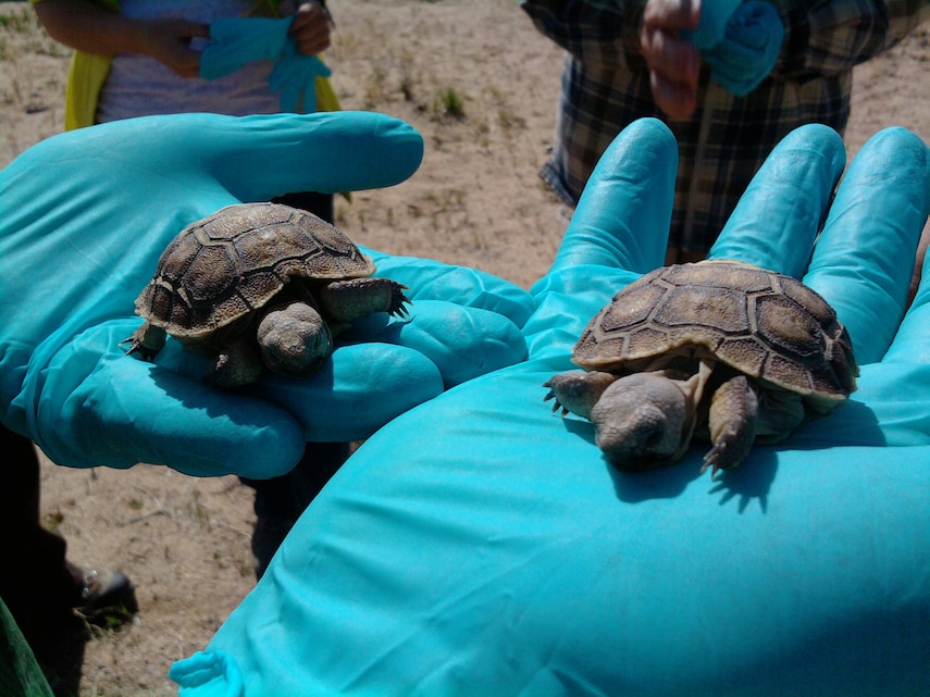 The Combat Center's Tortoise Research and Captive Rearing Site, or TRACRS, provides ecologists and biologists a way to study and hatch desert toroises. The first set of hatchlings is slated to be released into the wild in 2012.