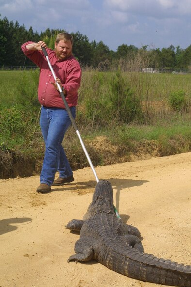 MOODY AIR FORCE BASE, Ga. – Gregory Lee, 23rd Civil Engineer Squadron biological scientist, tries to put a snare around the mouth of a 12-foor alligator here in June 2004. Since it is now spring, alligators are more prevalent and even though attacks are rare, individuals should use common sense when in areas such as Mission Lake and never feed them. (Contributed photo)