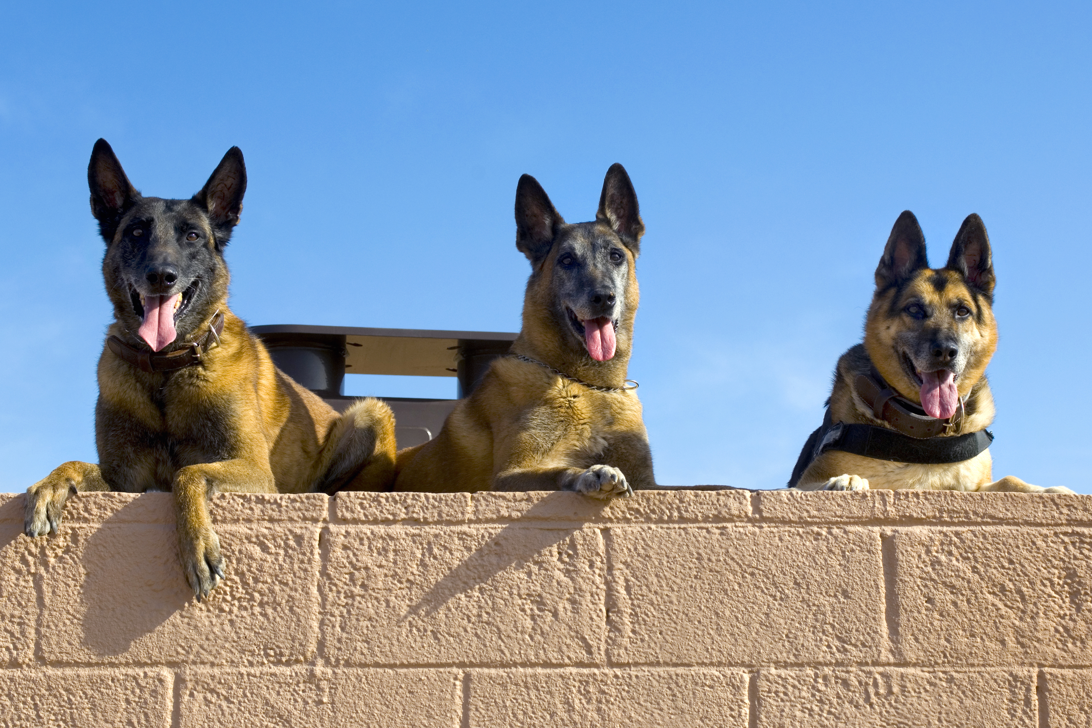 belgian shepherd us army u s department of defense u003e photos u003e photo essays u003e essay view belgian shepherd us army u s department of defense u003e photos u003e photo essays u003e essay view