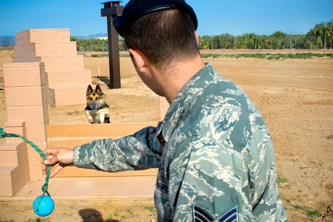 Jampy, an 11-year-old German Shepherd military working dog, runs toward a training device before jumping over a barrier during his final run of the obstacle course at the Military Working Dog kennels, Luke Air Force Base, Ariz., March 25, 2010. 