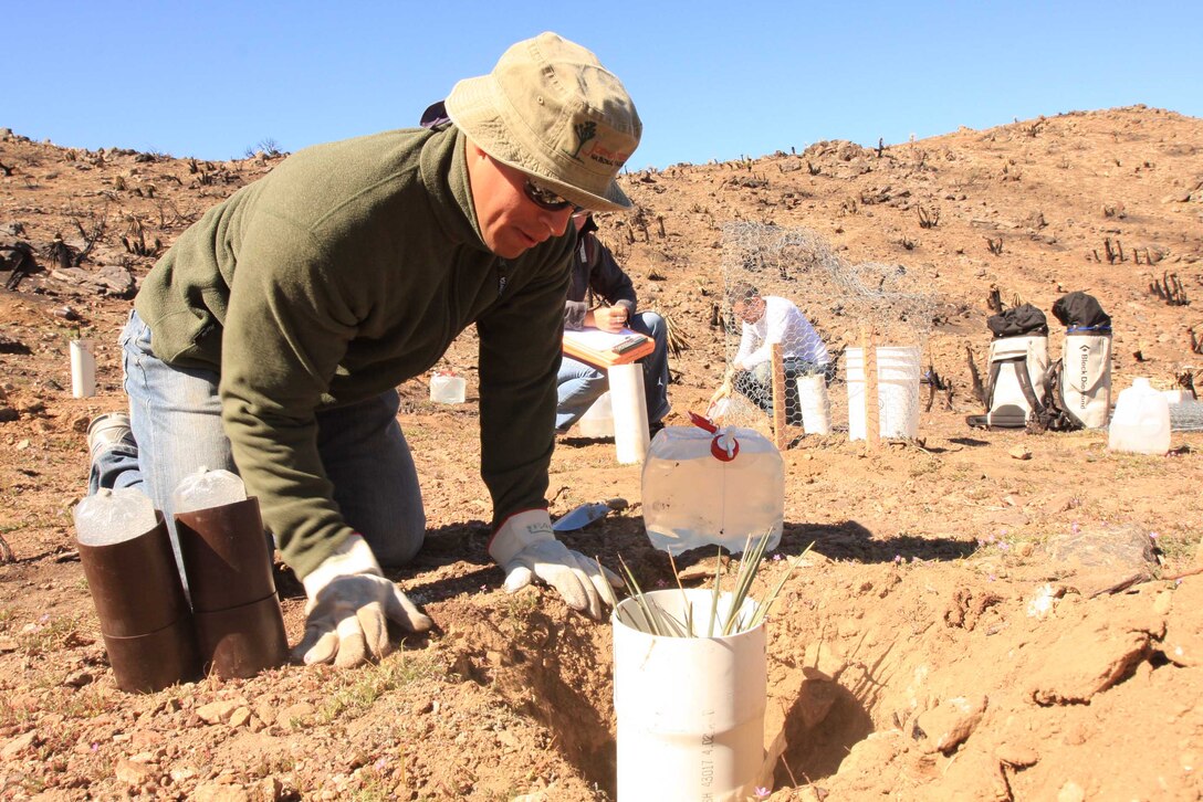 Sgt. Alberto Garcia, an infantryman with 3rd Light Armored Reconnaissance Battalion, from Corpus Christi, Texas, prepares to fill in hole around a newly-planted Joshua tree at Joshua Tree National Park April 7. During the restoration process, volunteers planted new trees to help rejuvenate the environment after a fire swept through the area and burned 450 acres last May.