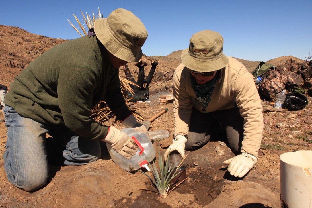 Sgt. Alberto Garcia (left), an infantryman with 3rd Light Armored Reconnaissance Battalion, from Corpus Christi, Texas, and Pvt. Nicholas Pezzuto, also with 3rd LAR, from Lakewood, Calif., finish watering a newly-planted Joshua tree at Joshua Tree National Park during a restoration effort April 7. Volunteers and park staff dug holes for 120 plants from the Joshua Tree National Park's nursery.