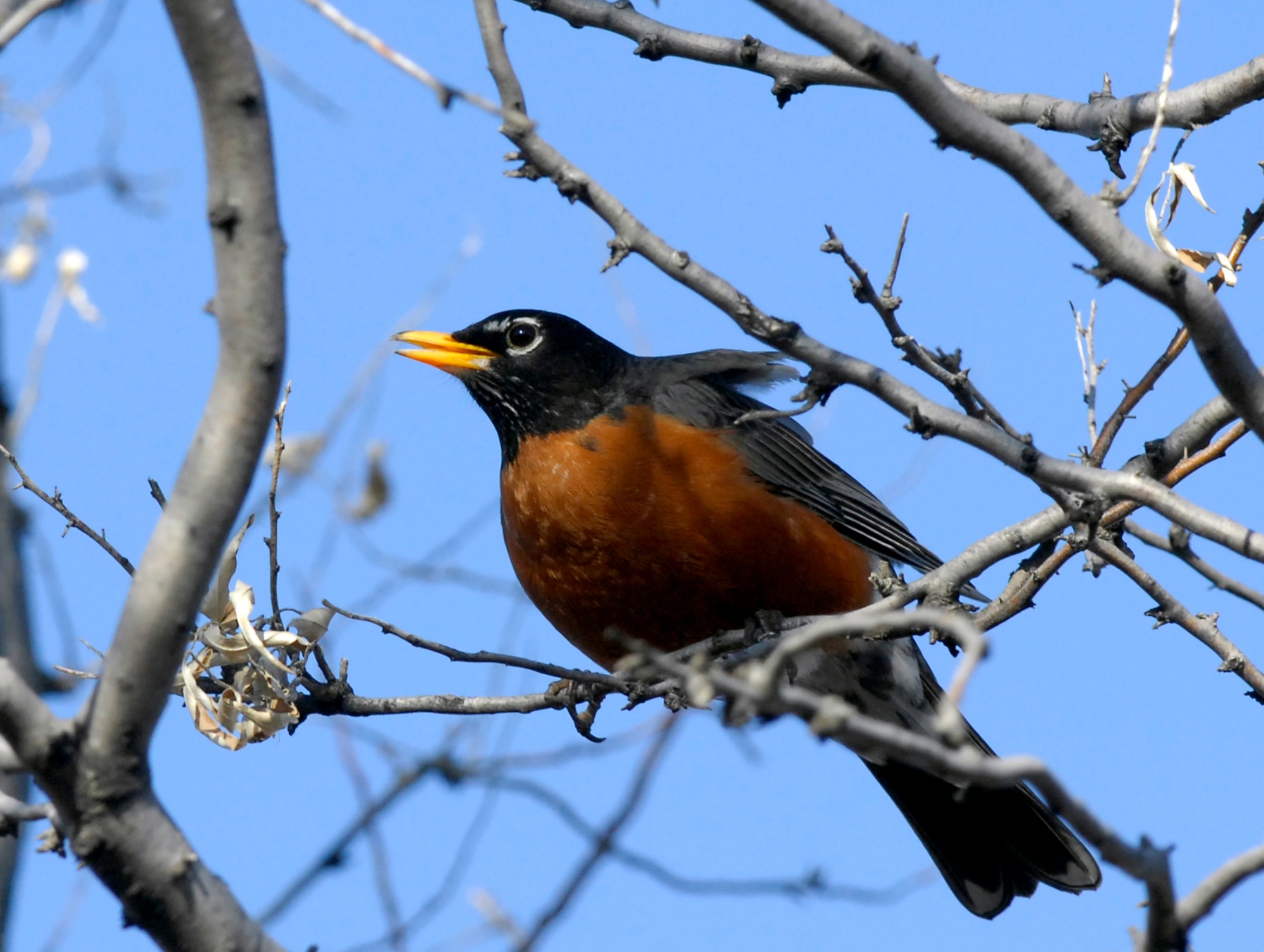 MINOT AIR FORCE BASE, N.D. -- A robin sits atop a tree branch on an early spring day at Minot AFB April 6. Robin sightings usually mean the start of spring as the harsh winter of North Dakota draws to a conclusion. (U.S. Air Force photo by Senior Airman Jesse Lopez)
