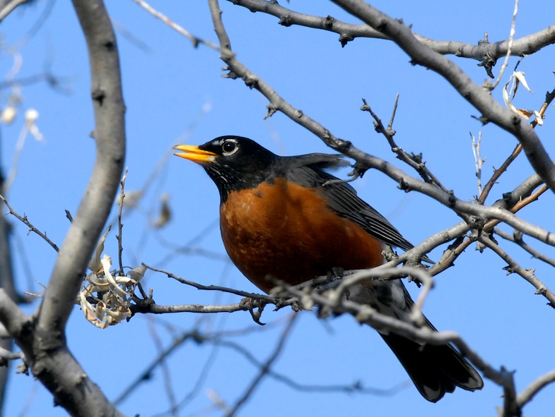 MINOT AIR FORCE BASE, N.D. -- A robin sits atop a tree branch on an early spring day at Minot AFB April 6. Robin sightings usually mean the start of spring as the harsh winter of North Dakota draws to a conclusion. (U.S. Air Force photo by Senior Airman Jesse Lopez)