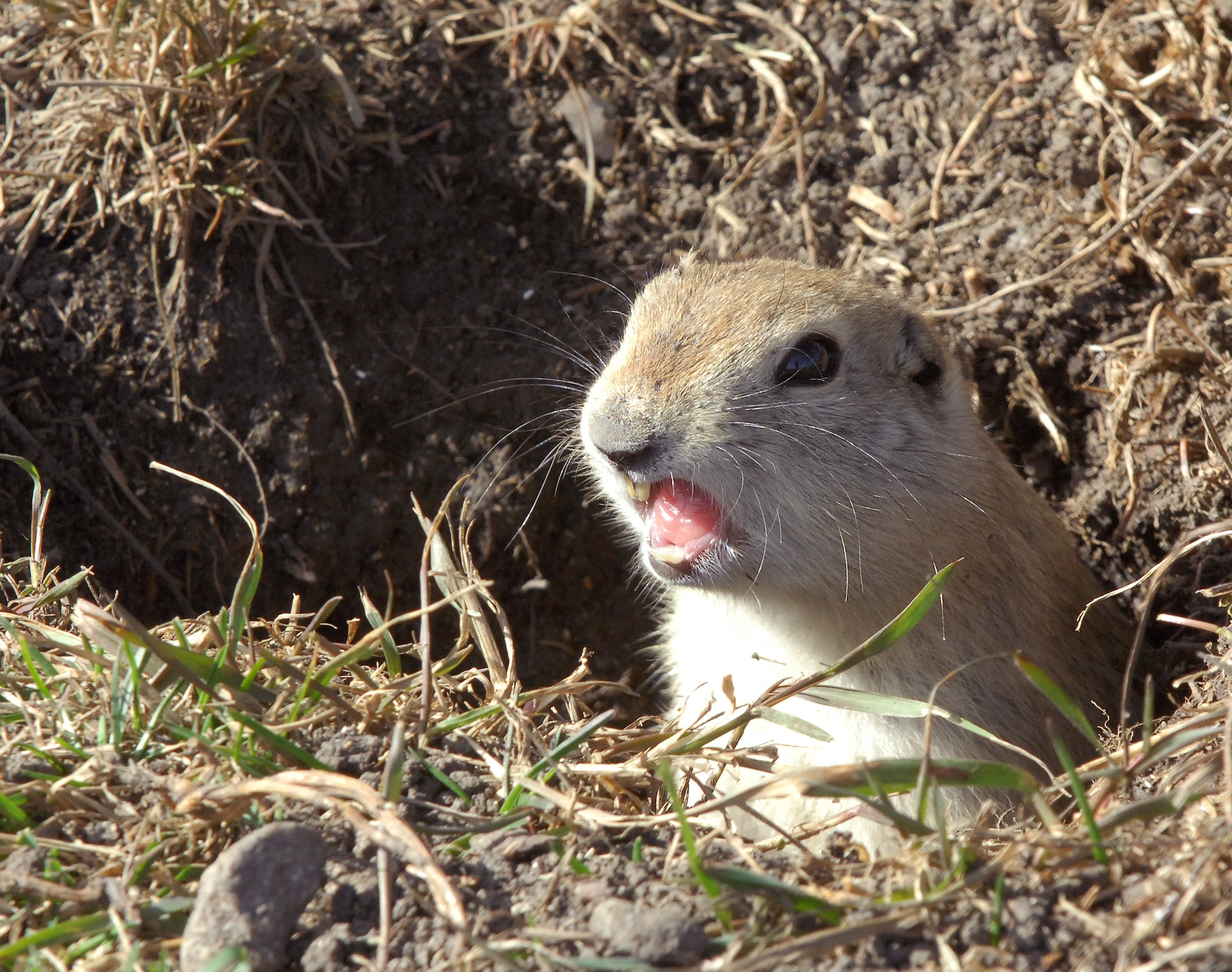 MINOT AIR FORCE BASE, N.D. -- A ground hog, or “dakrat” as the locals call them, unearths its head from the ground on an early spring day at Minot AFB April 6. As the harsh winter of North Dakota draws to an end, spring arises bringing forth one of Minot AFB’s beloved creatures, the dakrat. (U.S. Air Force photo by Senior Airman Jesse Lopez)