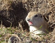 MINOT AIR FORCE BASE, N.D. -- A ground hog, or “dakrat” as the locals call them, unearths its head from the ground on an early spring day at Minot AFB April 6. As the harsh winter of North Dakota draws to an end, spring arises bringing forth one of Minot AFB’s beloved creatures, the dakrat. (U.S. Air Force photo by Senior Airman Jesse Lopez)