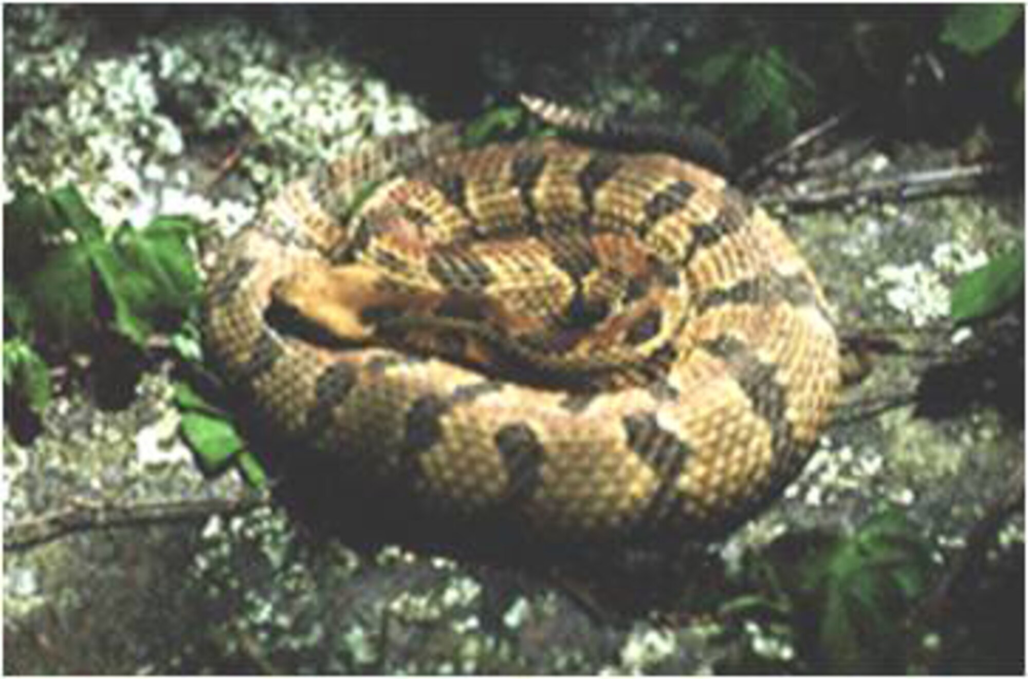 Snakes play vital role in ecosystems, humans' health > Robins Air Force  Base > Article Display
