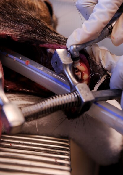 MOODY AIR FORCE BASE, Ga. -- Army Pvt. Latuanya Shiver, 23rd Medical Group Preventative Medicine Flight veterinarian technician, uses a polisher to clean the teeth of Luca, a Belgian Malinois military working dog, at the Moody veterinarian office here March 29. Moody’s military working dogs are required to have an annual dental checkup. (U.S. Air Force photo by Airman 1st Class Joshua Green/Released) 