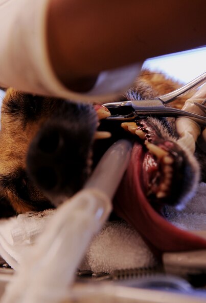 MOODY AIR FORCE BASE, Ga. -- Army Pvt. Latuanya Shiver, 23rd Medical Group Preventative Medicine Flight veterinarian technician, uses rongeurs to remove calculus on the teeth of Luca, military working dog, at the Moody veterinarian office here March 29. Dentists can use these tools to chip away dental tartar from the teeth during cleanings. (U.S. Air Force photo by Airman 1st Class Joshua Green/Released) 