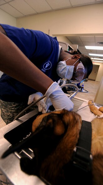 MOODY AIR FORCE BASE, Ga. -- Army Pvt. Latuanya Shiver, a flight veterinarian technician, cleans the teeth of Luca, a Belgian Malinois military working dog, during an annual checkup here March 29. Belgian Malinois are bright, obedient, determined and observant dogs with strong protective and territorial instincts. (U.S. Air Force photo by Airman 1st Class Joshua Green/ RELEASED) 