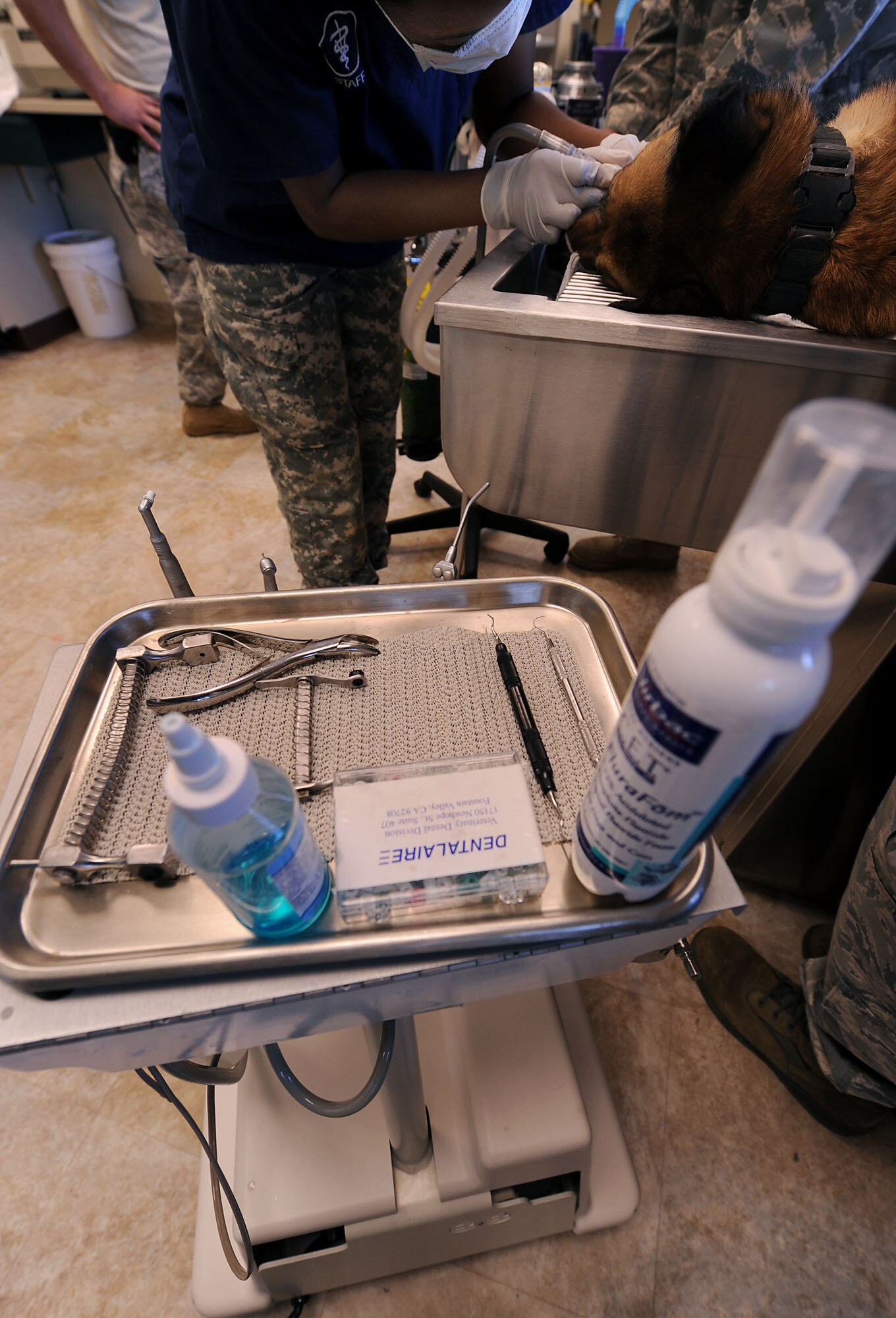 MOODY AIR FORCE BASE, Ga. -- A set of dental tools are prepared for use before starting to clean the teeth of Luca, a military working dog, at the veterinarian office here March 29. The tools on the tray are similar to the types of tools used to clean human teeth and are used to remove plaque and gingivitis. (U.S. Air Force photo by Airman 1st Class Joshua Green/ RELEASED) 