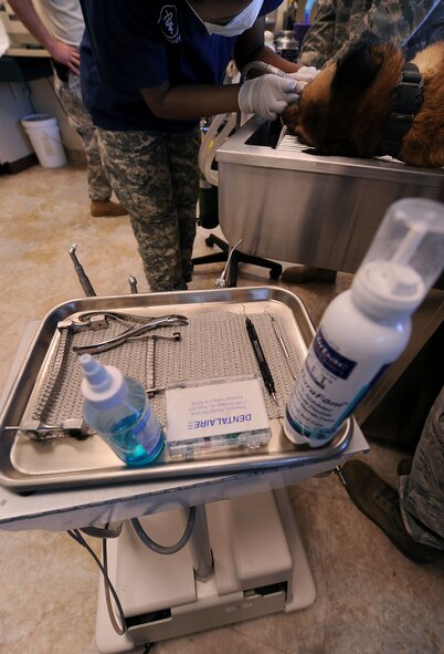 MOODY AIR FORCE BASE, Ga. -- A set of dental tools are prepared for use before starting to clean the teeth of Luca, a military working dog, at the veterinarian office here March 29. The tools on the tray are similar to the types of tools used to clean human teeth and are used to remove plaque and gingivitis. (U.S. Air Force photo by Airman 1st Class Joshua Green/ RELEASED) 