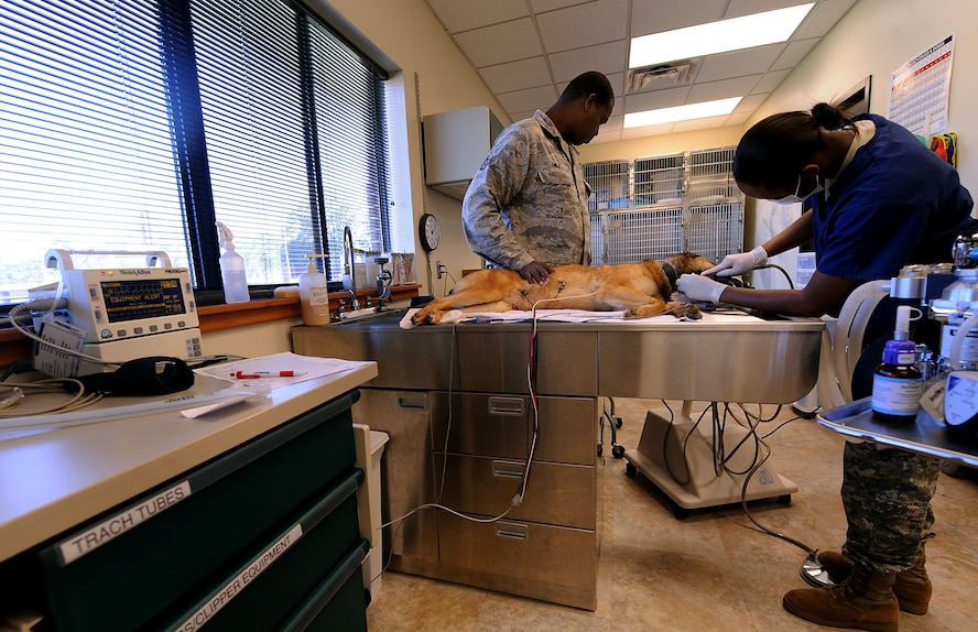 MOODY AIR FORCE BASE, Ga. -- Staff Sgt. Kandall Emile, 823rd Security Forces Squadron military working dog handler, stands next to Luca, a Belgian Malinois MWD, while Army Pvt.  Latuanya Shiver, 23rd Medical Group Preventative Medicine Flight veterinarian technician, cleans the teeth of Luca here March 29. Belgian sheepdogs are used in the military because of their many talents, such as narcotics and bomb detection, search and rescue, and obedience, agility, and tracking. (U.S. Air Force photo by Airman 1st Class Joshua Green/RELEASED) 